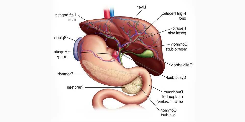 Hepatobiliary illustration